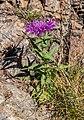 Centaurea nervosa