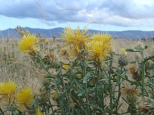 Flockenblumen: Beschreibung, Systematik und Verbreitung, Quellen