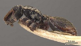 Cephalotes coffeae