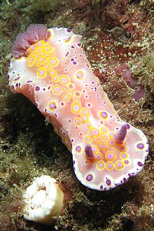 Ceratosoma brevicaudatum 3.jpg