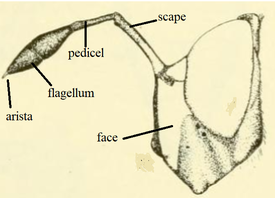 Sphiximorph type antennae