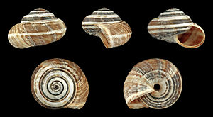 Mediterranean heather snail (Cernuella virgata)