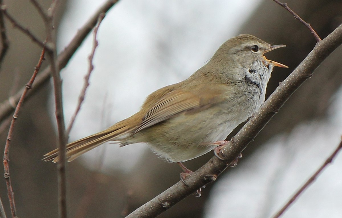 Common nightingale - Wikipedia