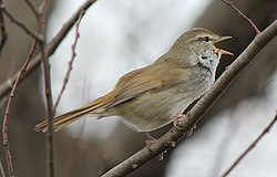 木の上で「ホーホケキョ」とさえずるウグイスのオス（2014年3月22日撮影）