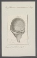 Chama unicornis - - Print - Iconographia Zoologica - Special Collections University of Amsterdam - UBAINV0274 077 01 0018.tif