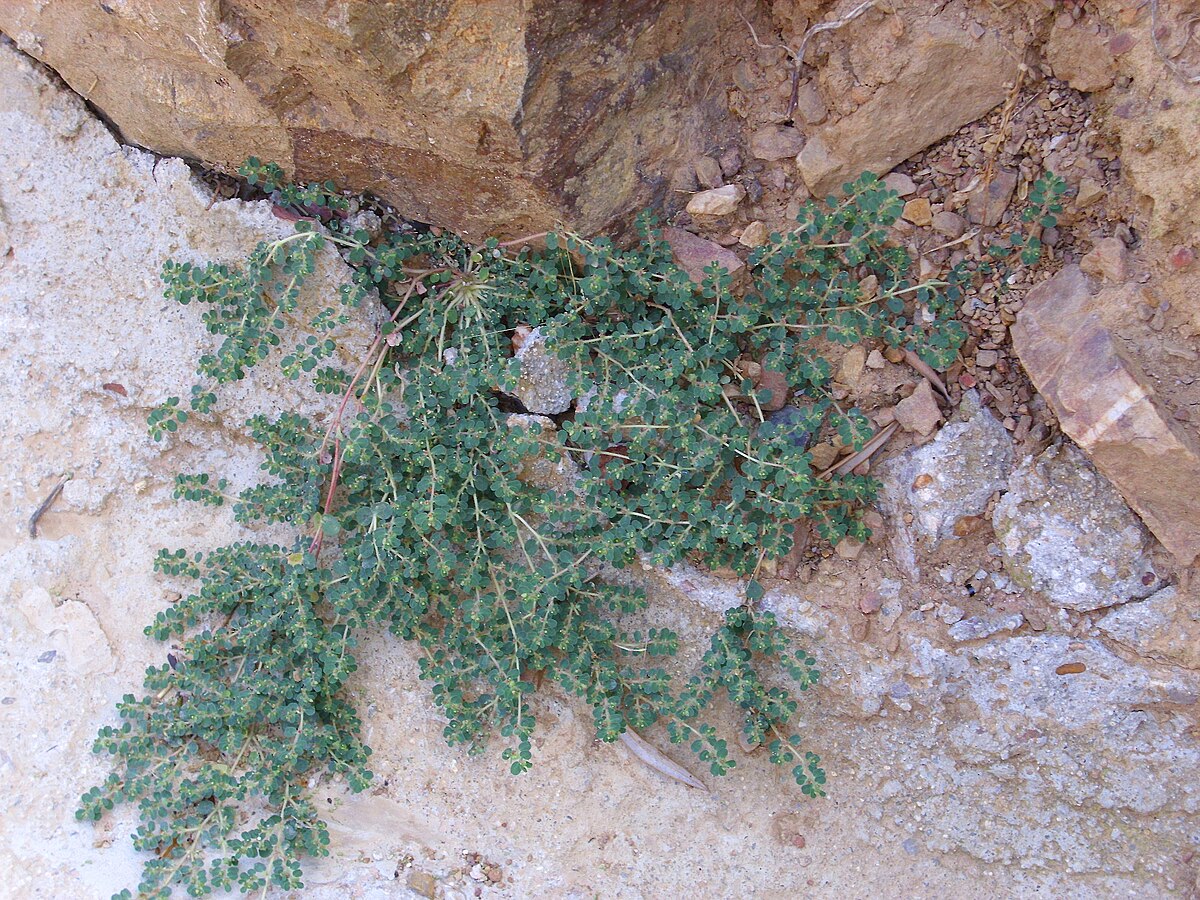 Приземистый фото. Euphorbia Chamaesyce. Молочай мелкосмоковник. Молочай Euphorbia Chamaesyce. Aporpium canescens.