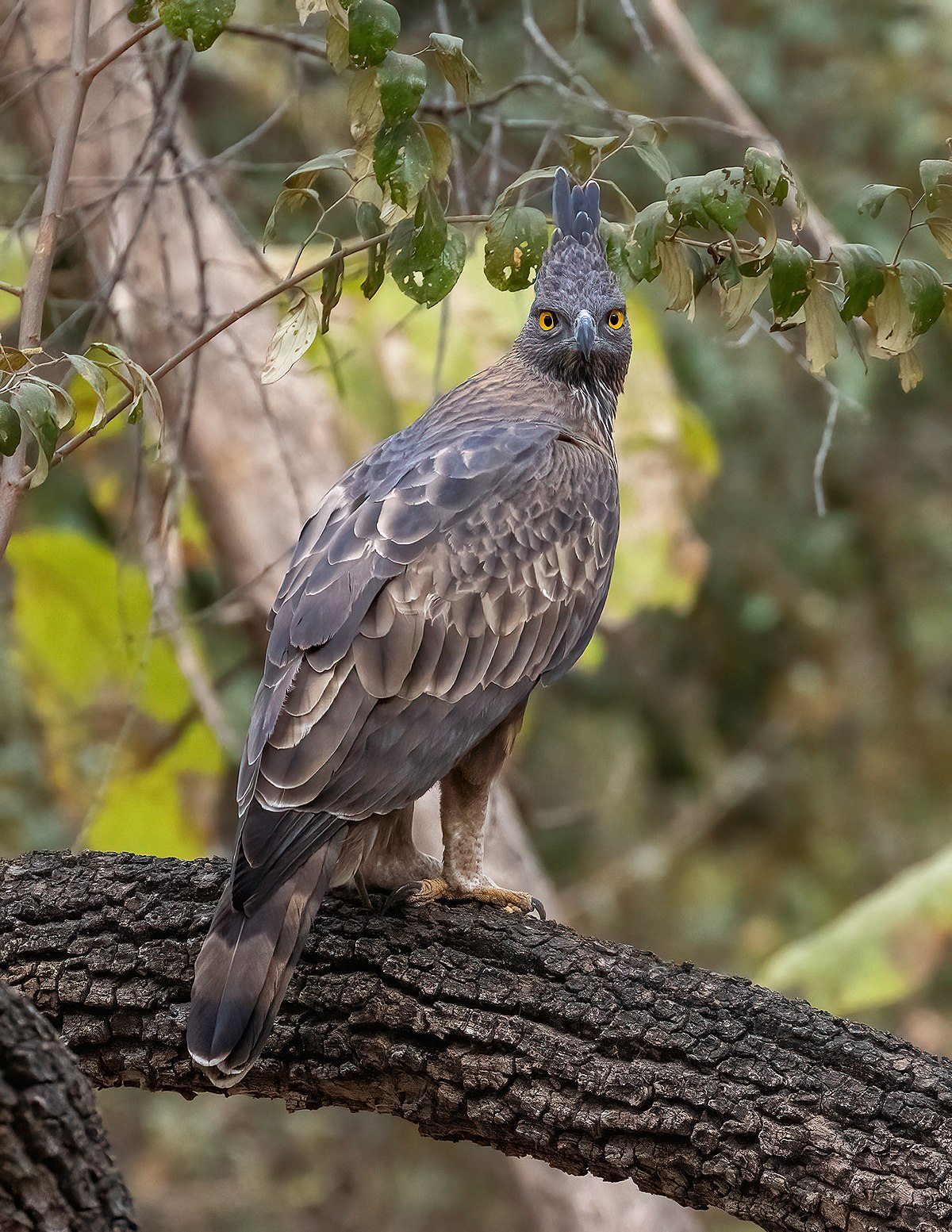 Changeable hawk-eagle - Wikipedia