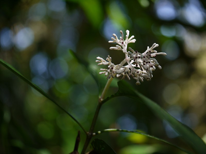 File:Chassalia curviflora (Wall.) Thwaites (16015960528).jpg