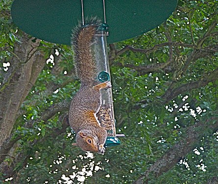 Cheeky squirrel