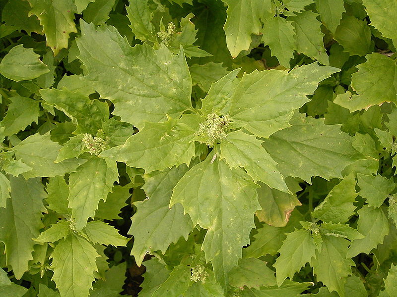 File:Chenopodium murale (La Fajana) 02 ies.jpg