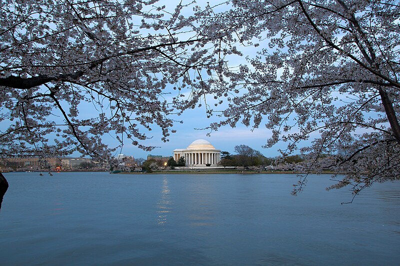 File:Cherry-blossom-trees-jefferson-memorial-evening - Virginia - ForestWander.jpg