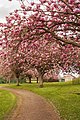 Cherry Blossoms