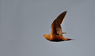 in flight at Tiptur, Karnataka