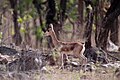 Chinkara (Gazella bennettii) or Indian Gazelle.jpg