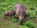 Majka i mladunče indijskog nosoroga