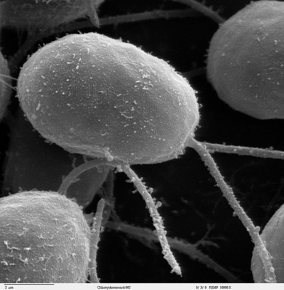 SEM image of flagellated eukaryote Chlamydomonas sp. (10000×)