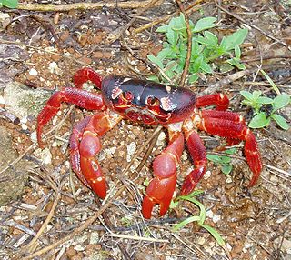 <i>Gecarcoidea</i> Genus of terrestrial crabs