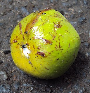 <i>Chrysophyllum roxburghii</i> species of plant