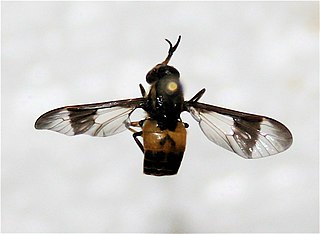<i>Chrysops geminatus</i> Species of fly