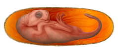 Labelled Citipati embryo IGM 100/971