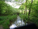 Forêt domaniale de Rihoult-Clairmarais, près de Saint Omer, Pas-de-Calais France