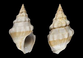 <i>Clavus boucheti</i> Species of gastropod