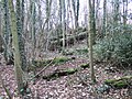 Coarse woody debris, dead trees lying where they fell in Oaks park, Surrey