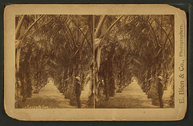 File:Cocunut Ave. (View of coconut tree-lined route.), from Robert N. Dennis collection of stereoscopic views.jpg