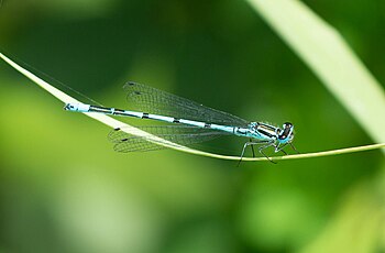 Coenagrion puella, Ormož Basins