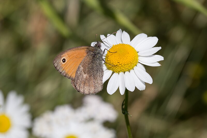 File:Coenonympha pamphilus - Fadet C.jpg