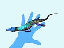 Life reconstruction of C. jurassicus compared to a human hand Coeruleodraco NT.jpg