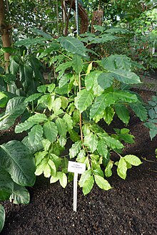 Coffea stenophylla-Jardin botanique de Berlin (1).jpg