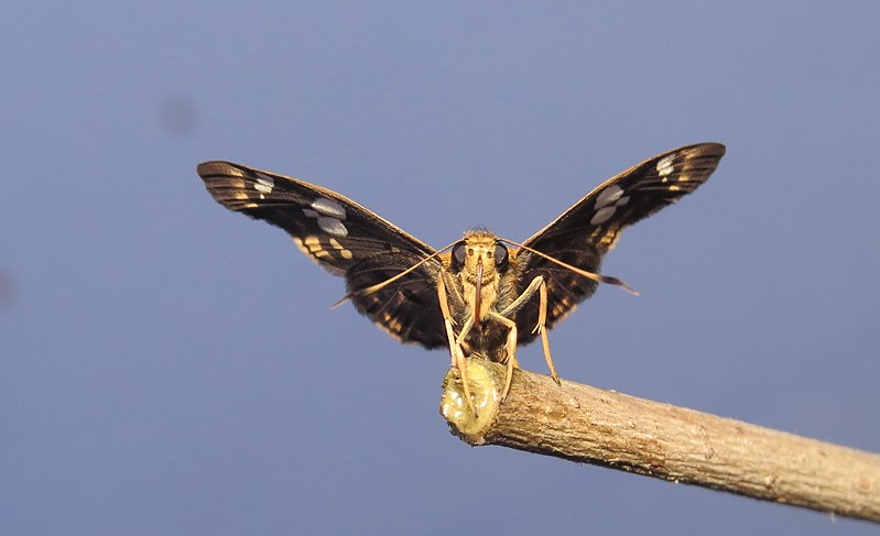 File:Coladenia indrani Moore, 1865 – Tricolor Pied Flat Life cycle at Peravoor.jpg (116).jpg