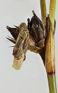 Coleophora taeniipennella, Rhinogs, Shimoliy Uels, oktyabr 2015 (21842744513) .jpg