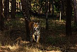 Collarwali Tigress of Pench.jpg