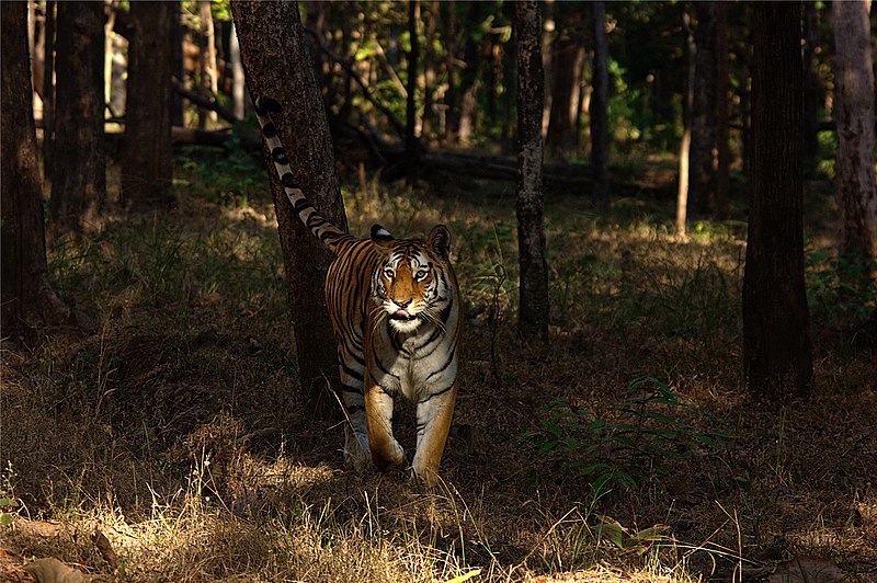 File:Collarwali Tigress of Pench.jpg