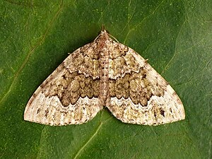 Colostygia.olivata.jpg