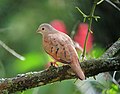 Columbina talpacoti Tortolita rojiza Ruddy Ground-Dove (30403669585).jpg