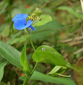 <i>Commelina caroliniana</i> Species of plant