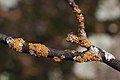 Common orange, Blue-Grey Rosette Lichens.jpg