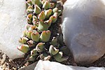 Thumbnail for Conophytum bilobum