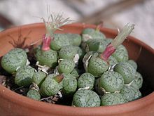 Conophytum seitubum Conophytum seitubum.jpg