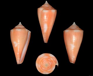 <i>Conus flamingo</i> species of mollusc