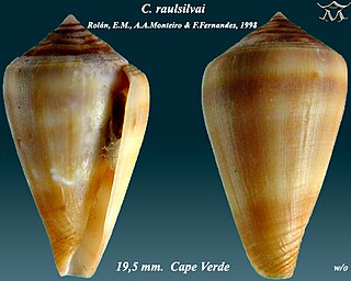 Conus raulsilvai