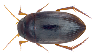 <i>Copelatus tenebrosus</i> Species of beetle