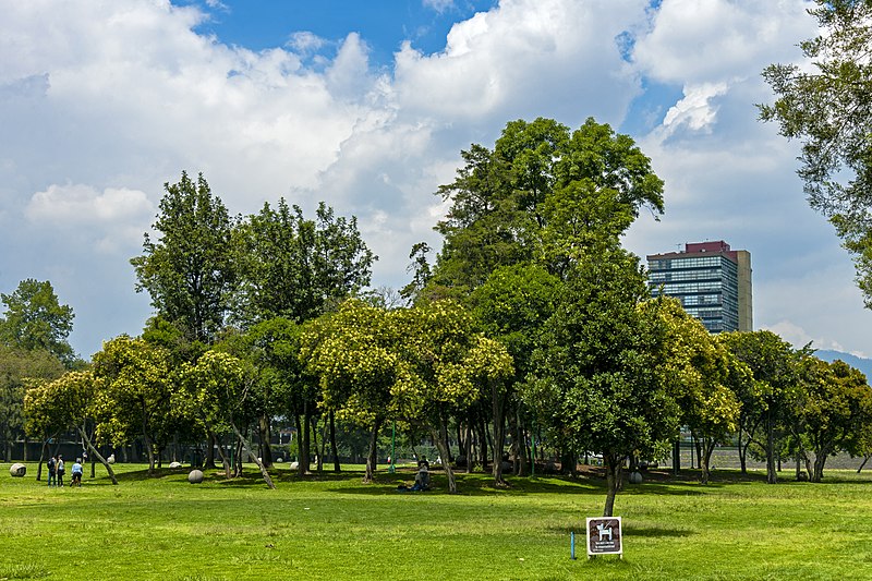 File:Copse of trees on Las Islas, Ciudad Universitaria, Mexico City.jpg