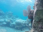 Thumbnail for Coral reefs of the Virgin Islands