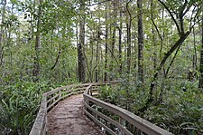 Corkscrew swamp sanctuary 2.jpg