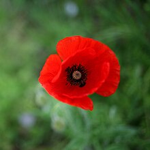 Corolle d'un coquelicot "Papaver rhoeas" .jpg