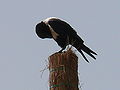 Schildrabe Pied Crow